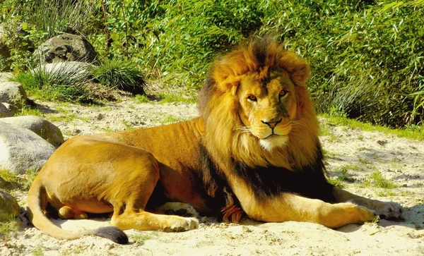 safari leeuw