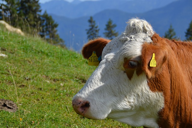 alpen koe