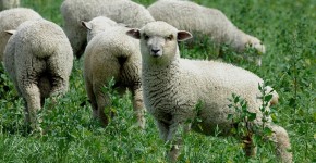 schapen in nieuw-zeeland